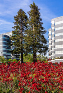 Landscape Photograph, Skyport Trees and Red Flowers by Owen McGoldrick, omphoto